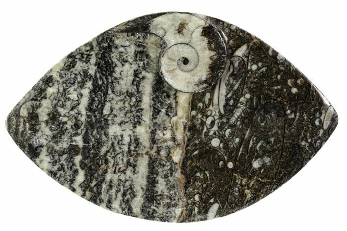 Wide, Fossil Goniatite Dish - Morocco #106705